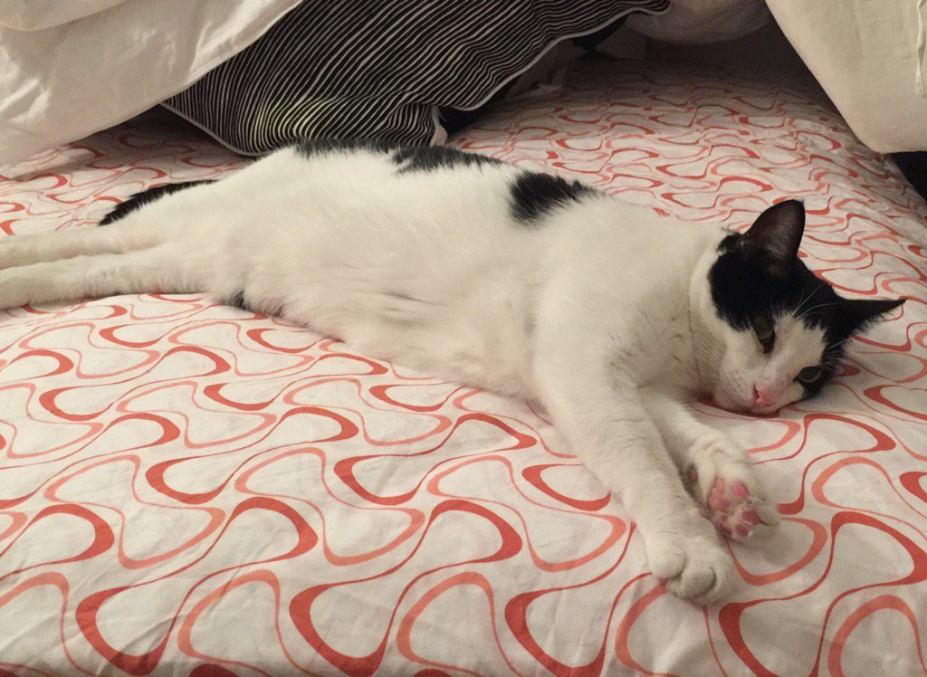 BuggyLouNYC's tweet photo. Hazy Hot and Lazy. #adventurebug #CatsOfTwitter #tuxedocat #blackandwhite #sleepy #toohottosleep https://t.co/q9wrqciBcM