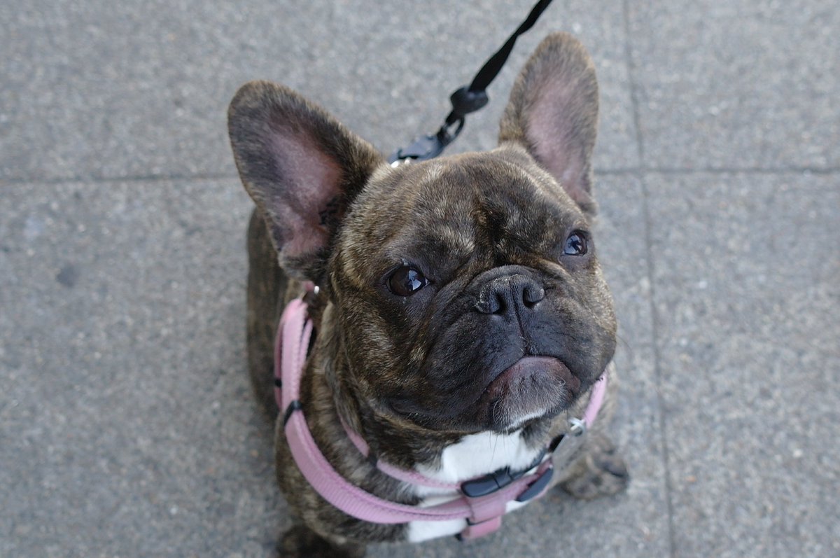 pipeadvisor's tweet image. For "Our Lucy" everyday is #dogday.  Just the best buddy ever!