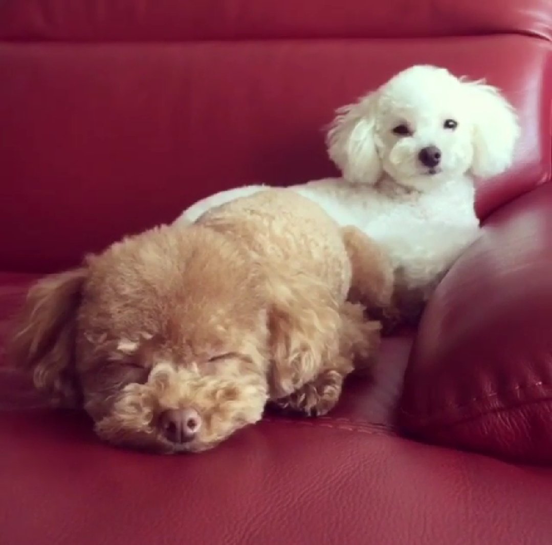Rainnous7SG's tweet photo. #NationalDogDay 🐶🐶🐶🐶 https://t.co/KSVxSb1oZi