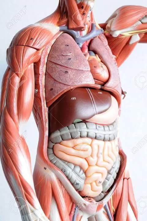 Shawkat54246166's tweet photo. Man body in side this position.same position you and me &amp; all.so becarefull for our body. https://t.co/bzbI28kio4