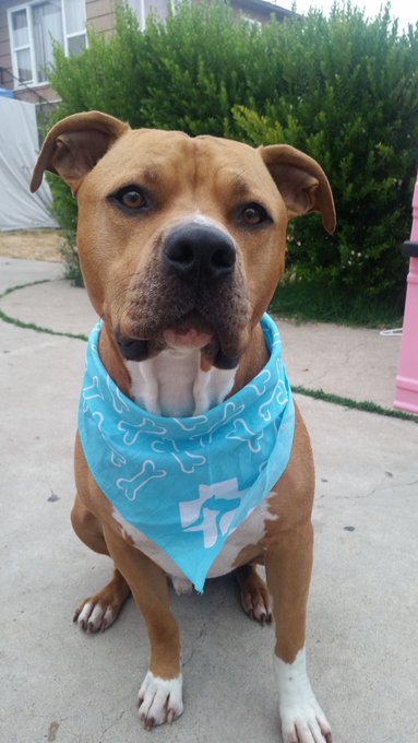 National Dog Day!! Me and Raider.. #MamasBoy #MyEverything https://t.co/Szhmn3BeNj<a href="/tag/mamasboy"class="tags">#MamasBoy</a><a href="/tag/myeverything"class="tags">#MyEverything</a>