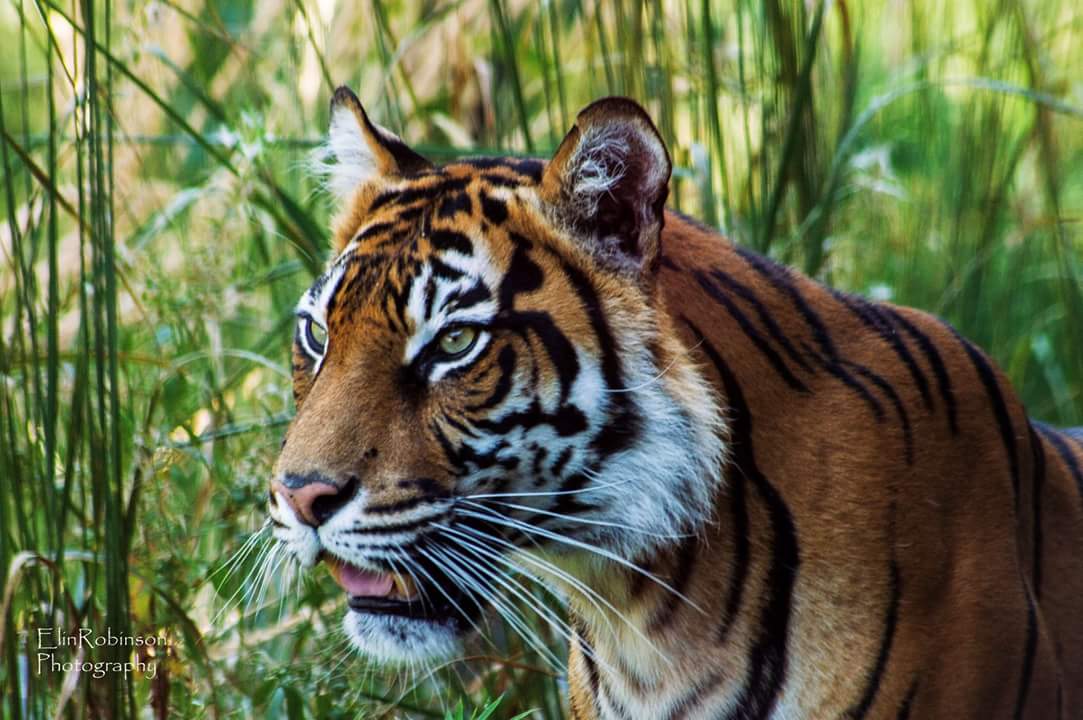 elin_robinson's tweet photo. Tigers are fascinating beautiful animals. My plan is going safari in Africa next year!! https://t.co/BQnTEiHdh2