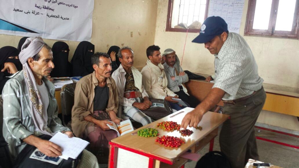 ACTEDYemen's tweet image. ACTED's #coffee trainer gives further guidance on when to pick cherries and how best to dry them in #Raymah, #Yemen