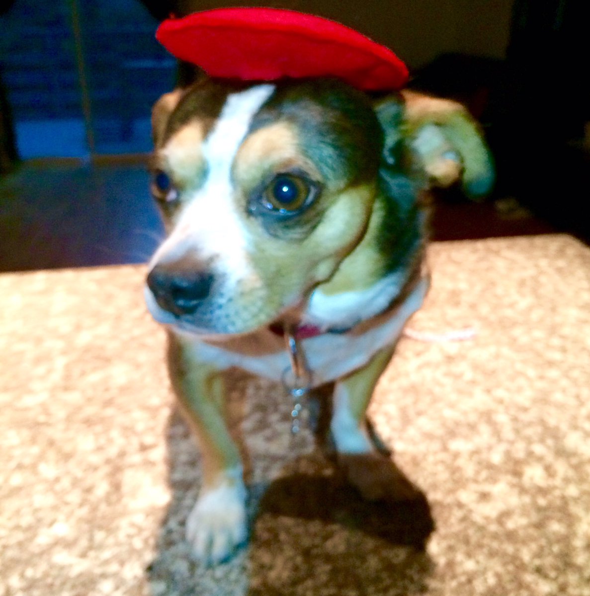 ShermanThePooch's tweet photo. Happy #NationalDogDay 2 all!! 🐾🎉🌮
#ShermanWilliams #nationaldogdayphotocontest #Frenchpooch #baguettes #glamourhound https://t.co/l5oPDpx2tN