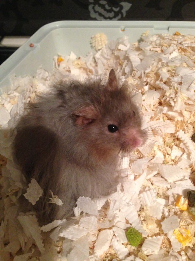 RIP Captain Hastings 😥😥😥