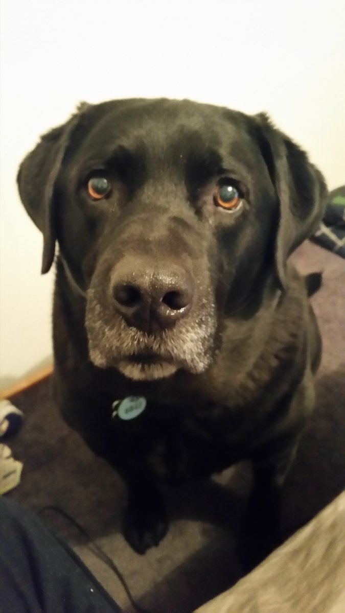 talbot_ana's tweet photo. #HappyNationalDogDay #foryesterday #furbabylove #aww https://t.co/xy15BxE88f