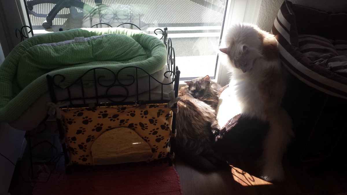 catsnboxes's tweet photo. #catlogic Comfy bed? We'll just cram togheter here. #CatsOfTwitter #funny #cute #lol https://t.co/ZgljotnNMC