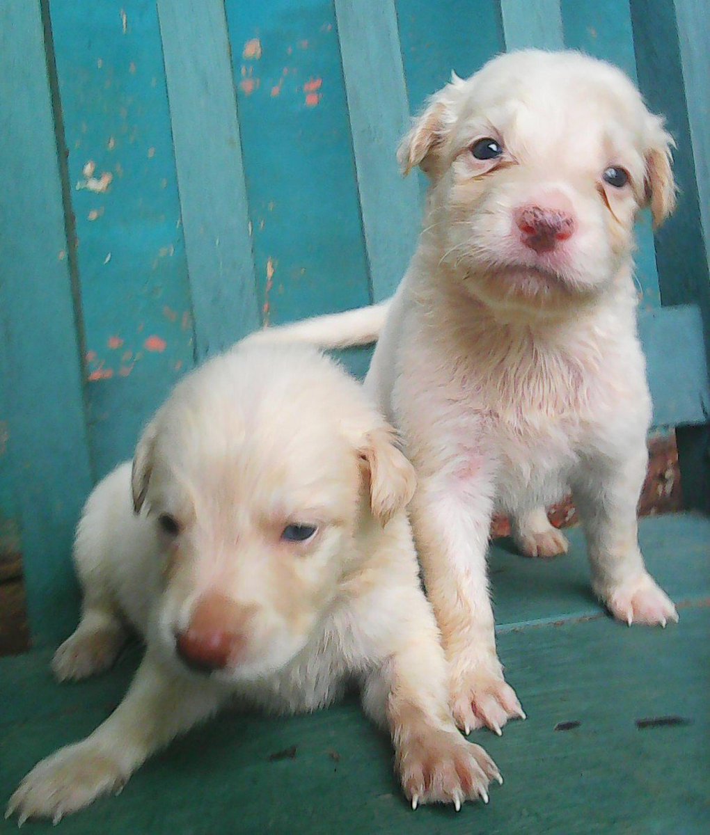 C_Esther3's tweet photo. 🐾❤🐾  My precious Puppies  #nationaldogday  #DíaMundialDelPerro  🐾❤🐾 https://t.co/0dPGp3yBhH