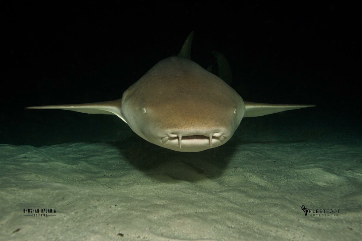 This was my Friday night. How was yours?

📸: <a href="/BhushanBagadia/">Bhushan Bagadia</a> #DiveDiary with #FleetfootAdventures <a href="/fleetft/">Fleetfootadventures</a> #Maldives