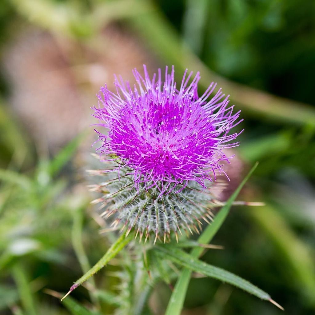 OEMCreative's tweet photo. Purple flower of the thistle plant. The thistle is a part of the Scottish National Emblem.… https://t.co/xgNj0WuRMO https://t.co/JSvc3JNNU8