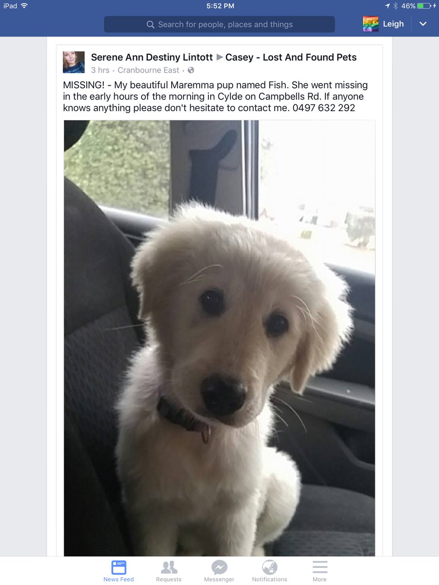 MissBaileyWoof's tweet photo. Little Fish is missing from Clyde, Victoria. Pls RT so she can get back home. #FindFish https://t.co/VXABs2WX9L
