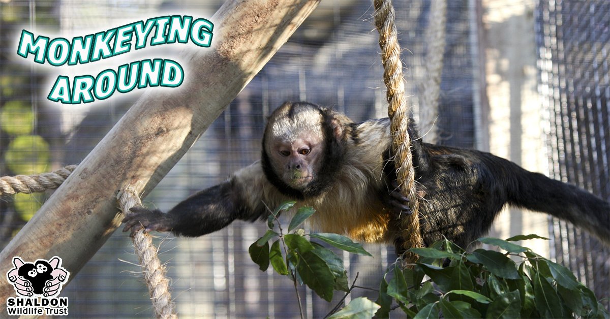 Monkey around this bank holiday at Shaldon #Zoo with your friends and #family! bit.ly/ShaldonZoo #Devon