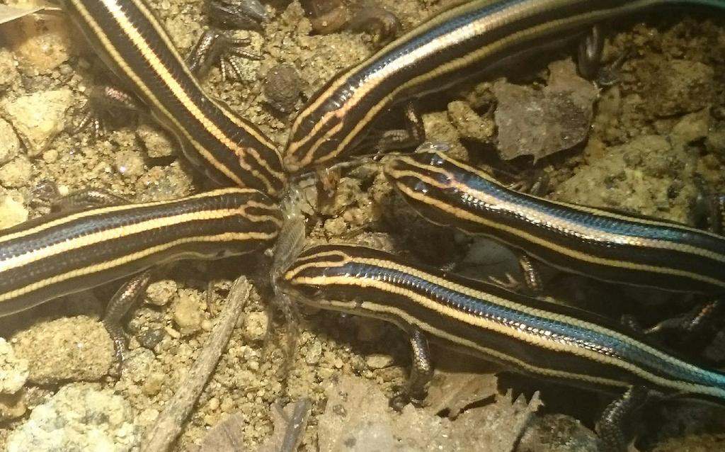 マポロ ヒガシニホントカゲのベビー達の両親 雄 えむ 13 9 25採集 雌 あき 15 4 27採集 オス親のえむは幼体からの飼い込み個体でメス親のあきは昨年春に成体で飼育スタート ニホントカゲ