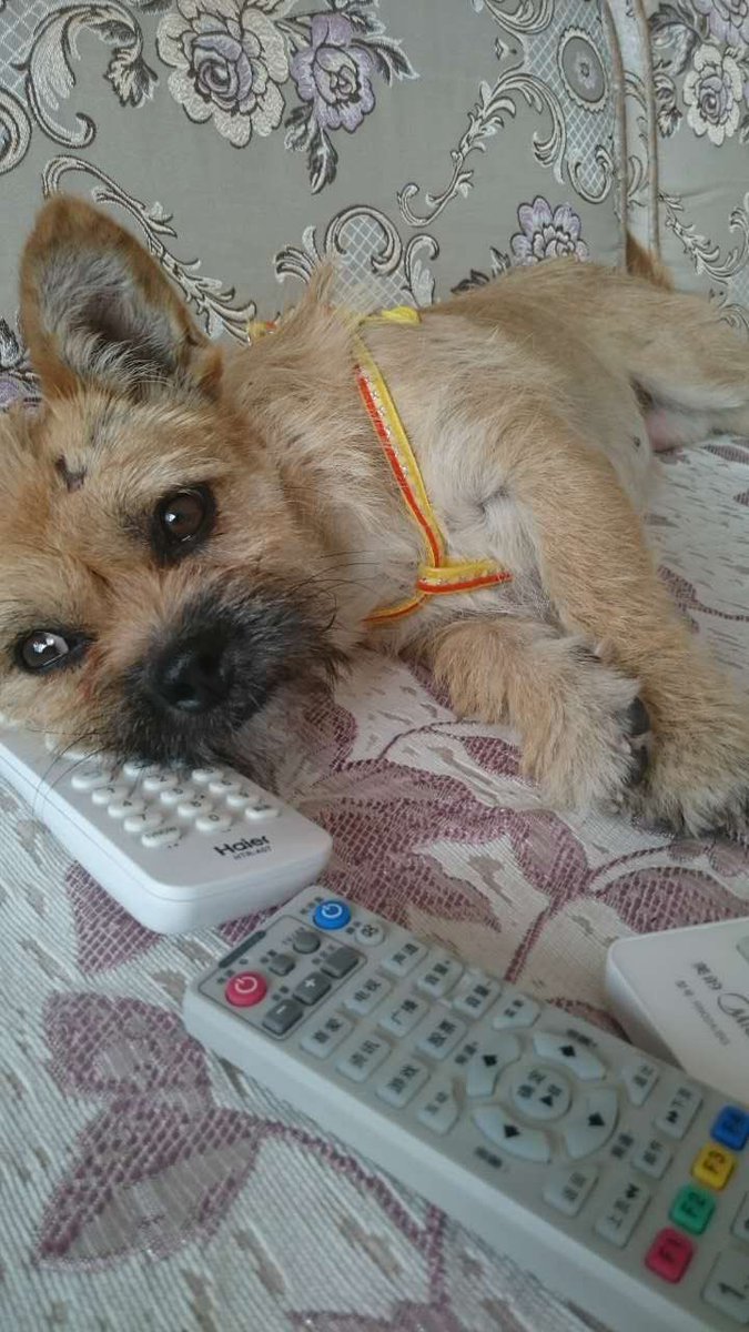 Посмотреть изображение в Твиттере