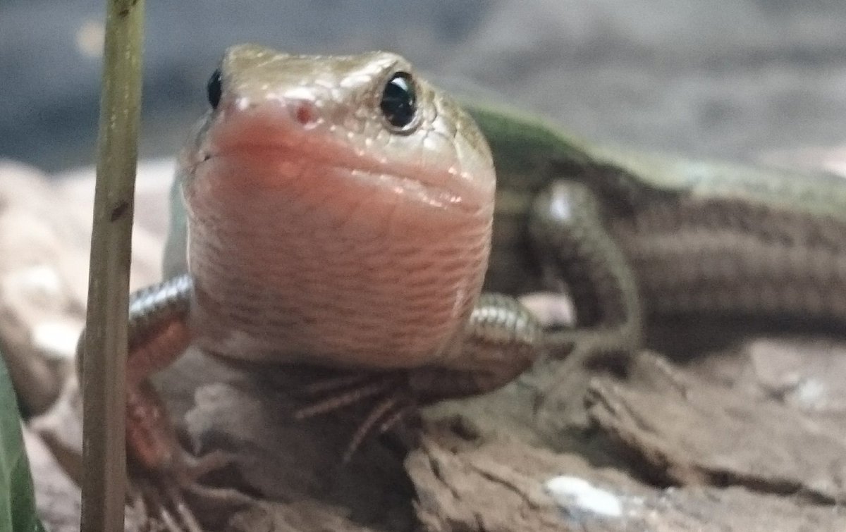 マポロ ヒガシニホントカゲのベビー達の両親 雄 えむ 13 9 25採集 雌 あき 15 4 27採集 オス親のえむは幼体からの飼い込み個体でメス親のあきは昨年春に成体で飼育スタート ニホントカゲ