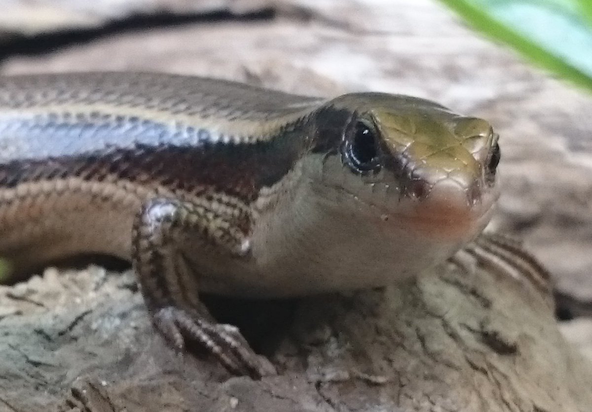 マポロ ヒガシニホントカゲのベビー達の両親 雄 えむ 13 9 25採集 雌 あき 15 4 27採集 オス親のえむは 幼体からの飼い込み個体でメス親のあきは昨年春に成体で飼育スタート ニホントカゲ