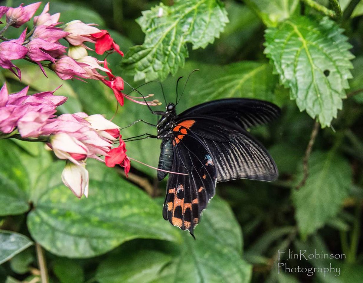 elin_robinson's tweet photo. We don't see many butterflies any more. Beautiful creatures. I took this in London zoo. https://t.co/z9ay7x2xht