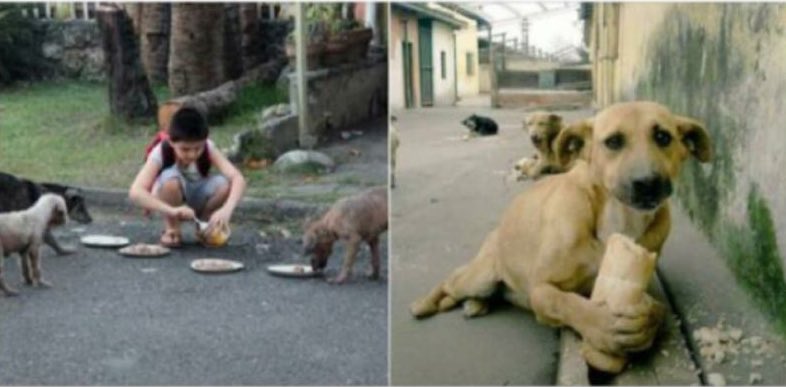 OficialCruz_'s tweet image. Si no respetas a los animales, no me interesas como persona.