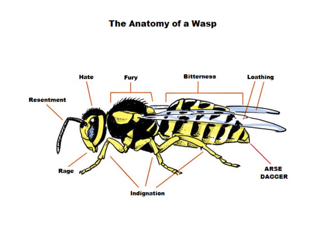 OllieFangClub's tweet photo. Aaargh! Not too fond of wasps @myleftfang #BuzzyBastards https://t.co/lcLKkJxCft