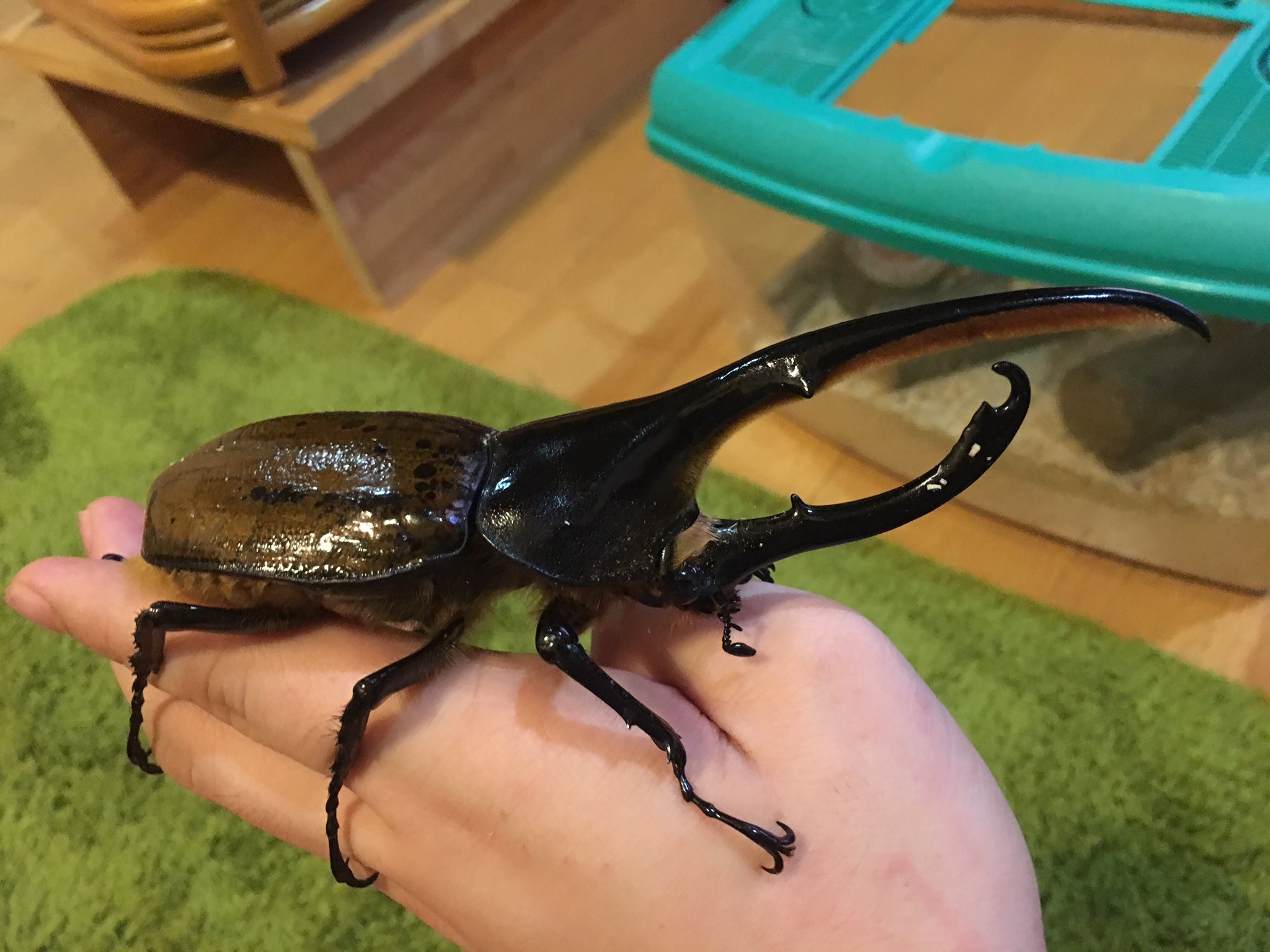 カブ専門垢 リッキーとゾウカブトをブリードします グラシロは 現在幼虫なのでこちらも随時販売致します お求めの方は是非ご連絡くださいね カブ専門垢 リッキーとゾウカブトをブリードします グラシロは 現在幼虫なのでこちらも随時販売致します お求めの方は是非ご連絡くださいね
