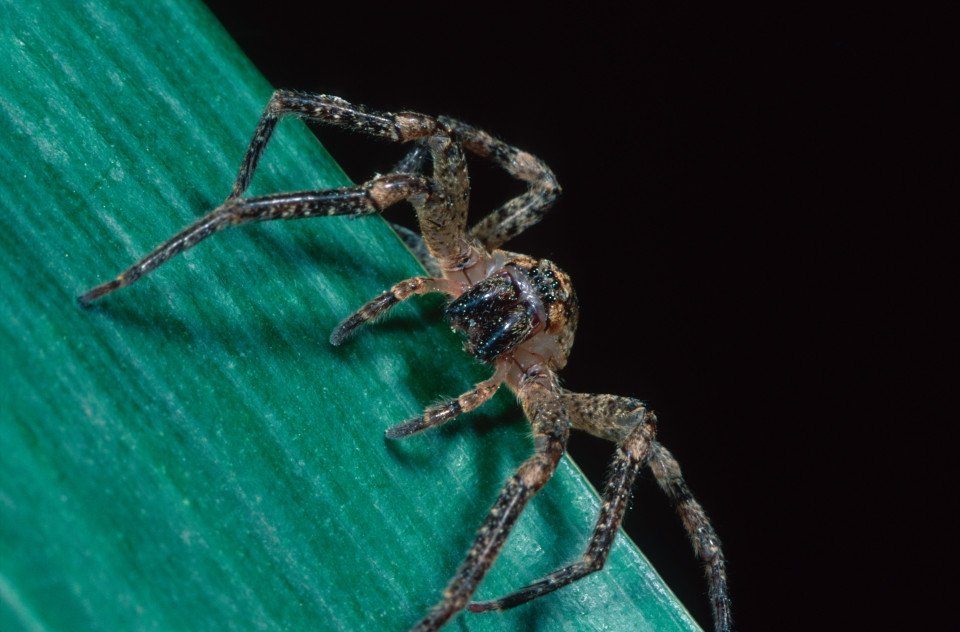 If you hate spiders you're going to HATE this news The Sun Scoopnest