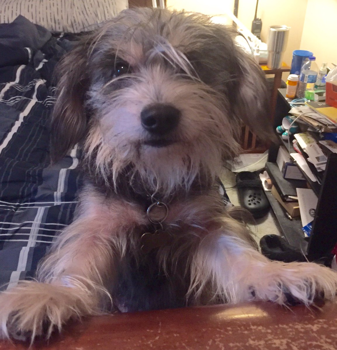 scrnwriterchic's tweet photo. My dog, Sami. Still a better candidate for President. #vote2016 #voteforsami https://t.co/dqSx1a8tFi