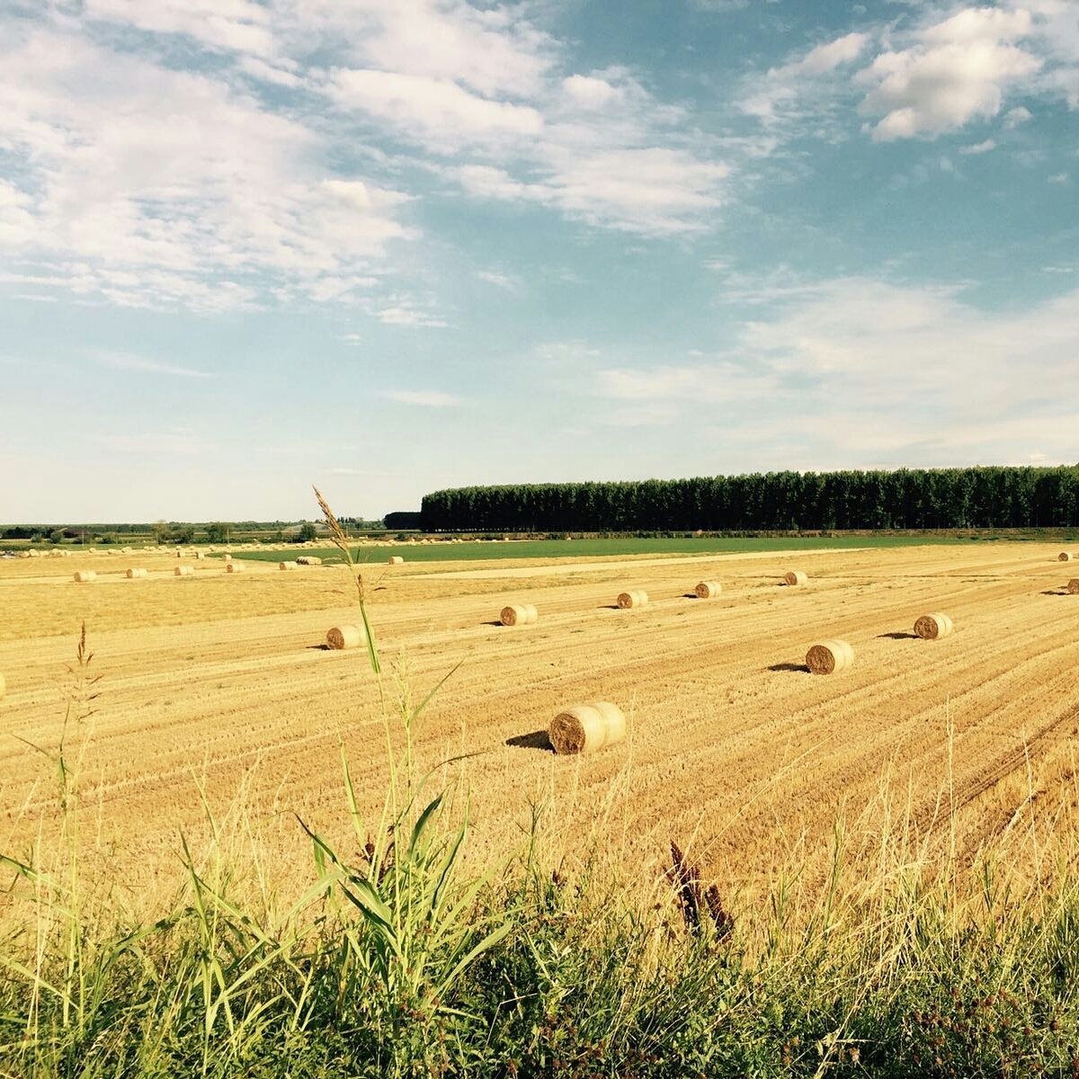 RivieriAnna's tweet photo. ...Feel her body rise as you kiss her mouth among the fields of gold... #gold #nature #fieldsofgold https://t.co/LxAORggTwQ