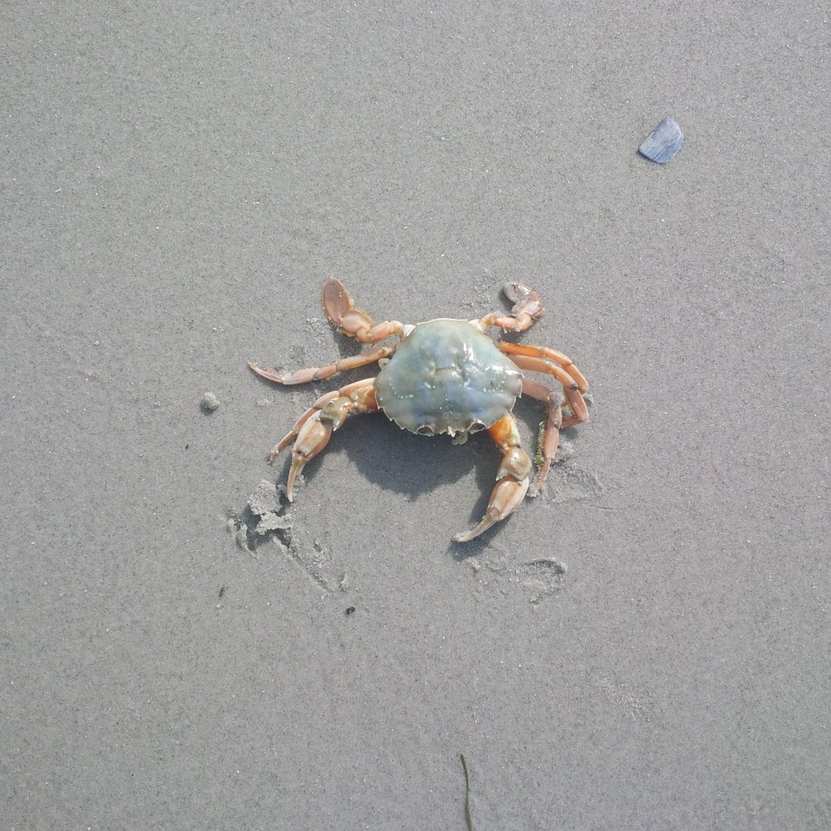 Ocean_Whisperer's tweet photo. Stephans #Meeresrätsel: Was habe ich da auf #Japsand im #Wattenmeer gefunden? #Strandkrabbe? Sicher? Genau hinsehen! https://t.co/DFBUXJwzHA