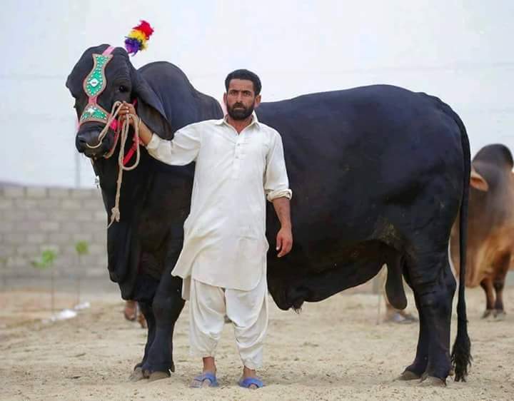 AsgharMughal (@asgharmughal19) on Twitter photo 