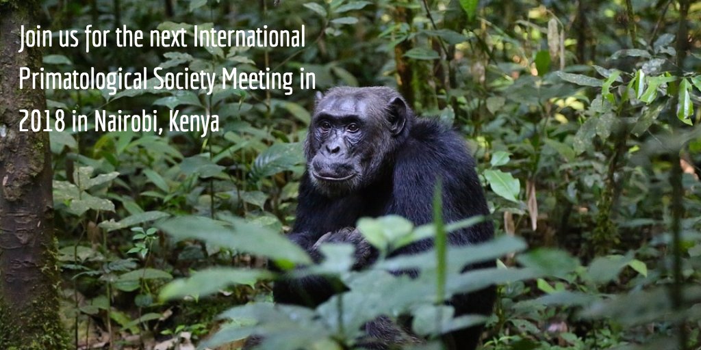 IPS_2016's tweet photo. Thanks for a great #IPSASP16! Join us for the next International Primatological Society Meeting in Nairobi in 2018! https://t.co/DVS1Xsv5yp
