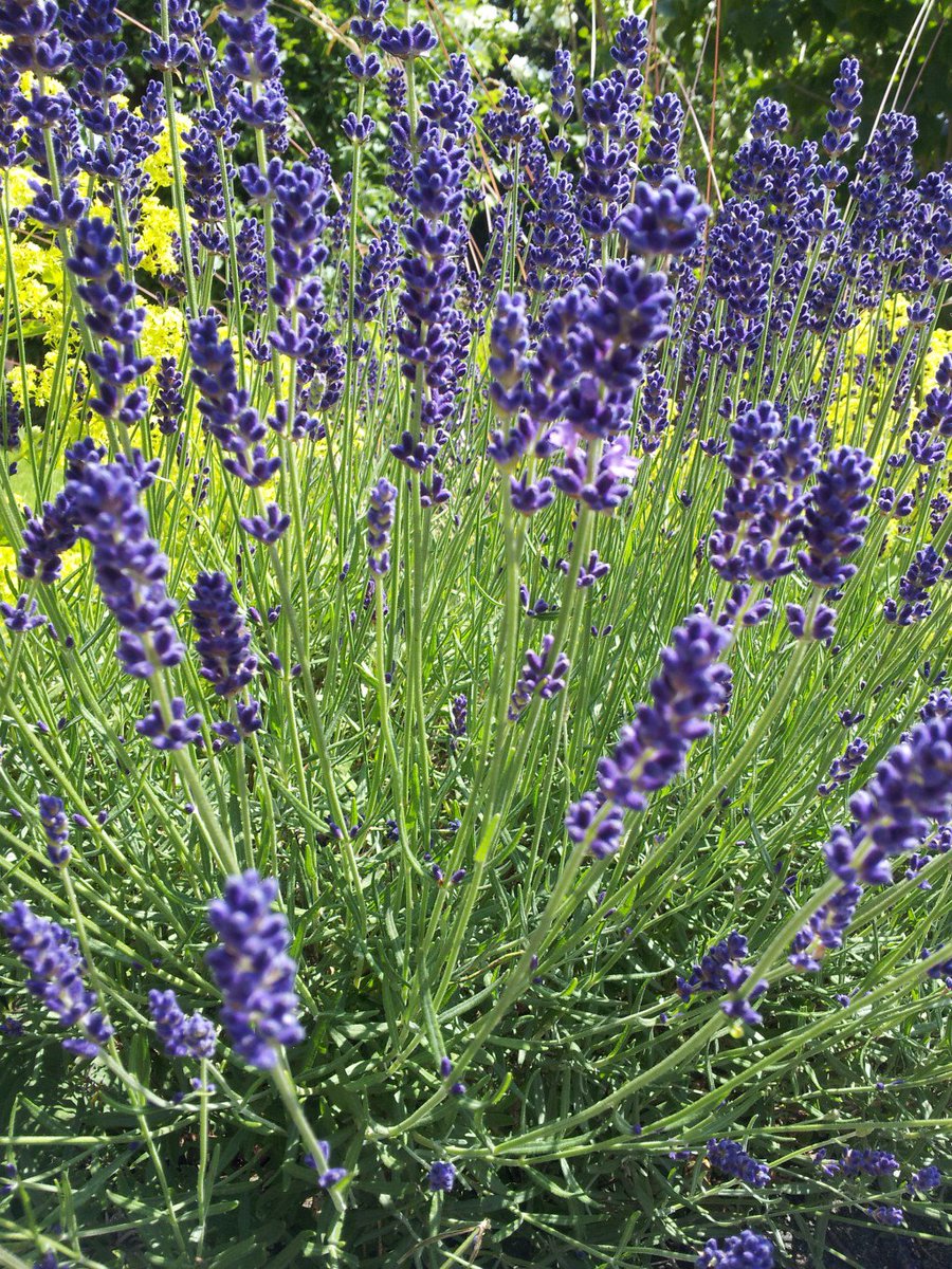 herbal3helen's tweet photo. Soothing summer lavender oil https://t.co/kYRFIKvTiX https://t.co/XDncDN1nEI