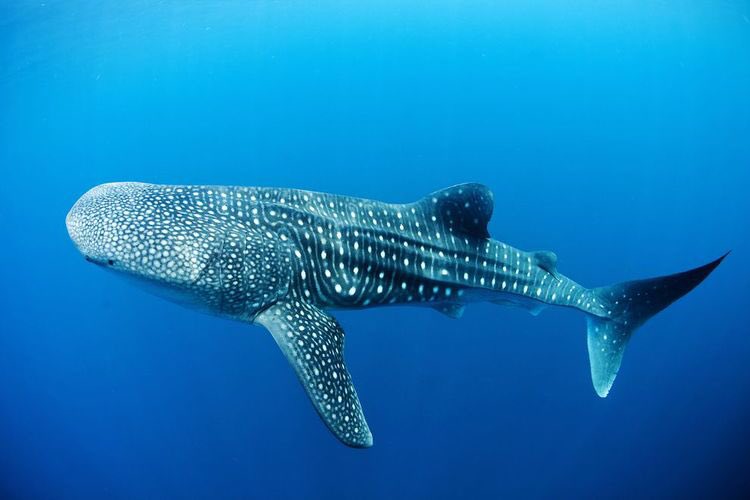annabaccanello's tweet photo. Amazing cruise on @FSMaldives Explorer.Todaywe dived with a huge juvenile whale shark.Crew superb @azurecollection https://t.co/oyfgSP52u4