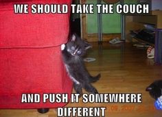 StorageChamps's tweet image. Until you can find the perfect place for that couch, why dont you store it with us at A Alpha Mini Storage!