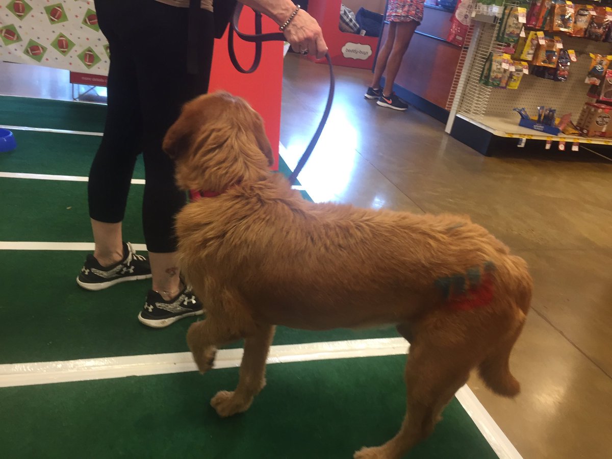 Libby's showing off her support for the giants #PetSmartEvents #tailgatingevent <a href="/ssklr11/">Kristie Reisenweaver</a>  <a href="/nollski1/">Brian Noll</a> <a href="/angeljamespetm/">Angel James</a>
