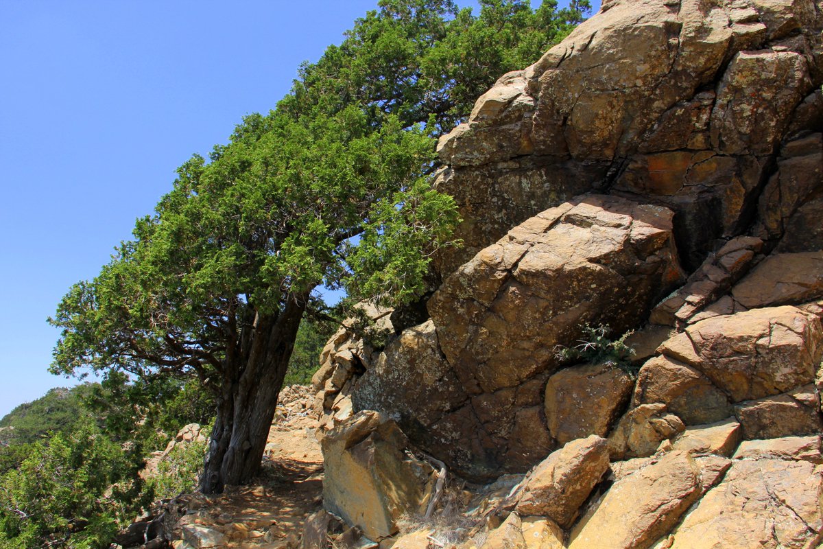 TroodosUltra's tweet photo. Another view of the Buff® Troodos Mountain Ultra route. Magic round every corner. Enter at https://t.co/S2ajoFu6rn https://t.co/ntJuAg5Ubx