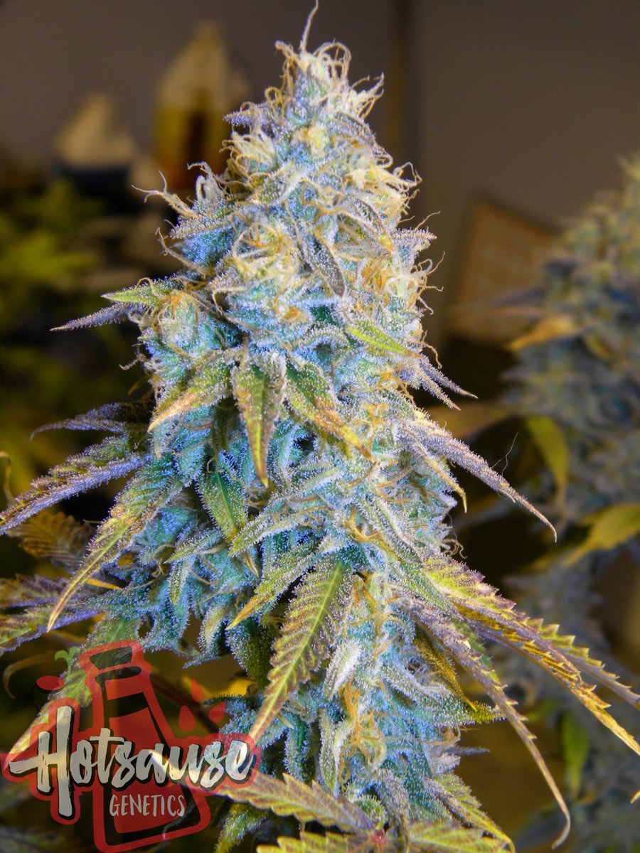Hotsause420's tweet photo. Space Cream(Cherry Tootsie Roll Pheno) My personal Favorite #SpaceCream #Hotsausegenetics @chongschoice #nativeroots https://t.co/YNvtxpK9rS