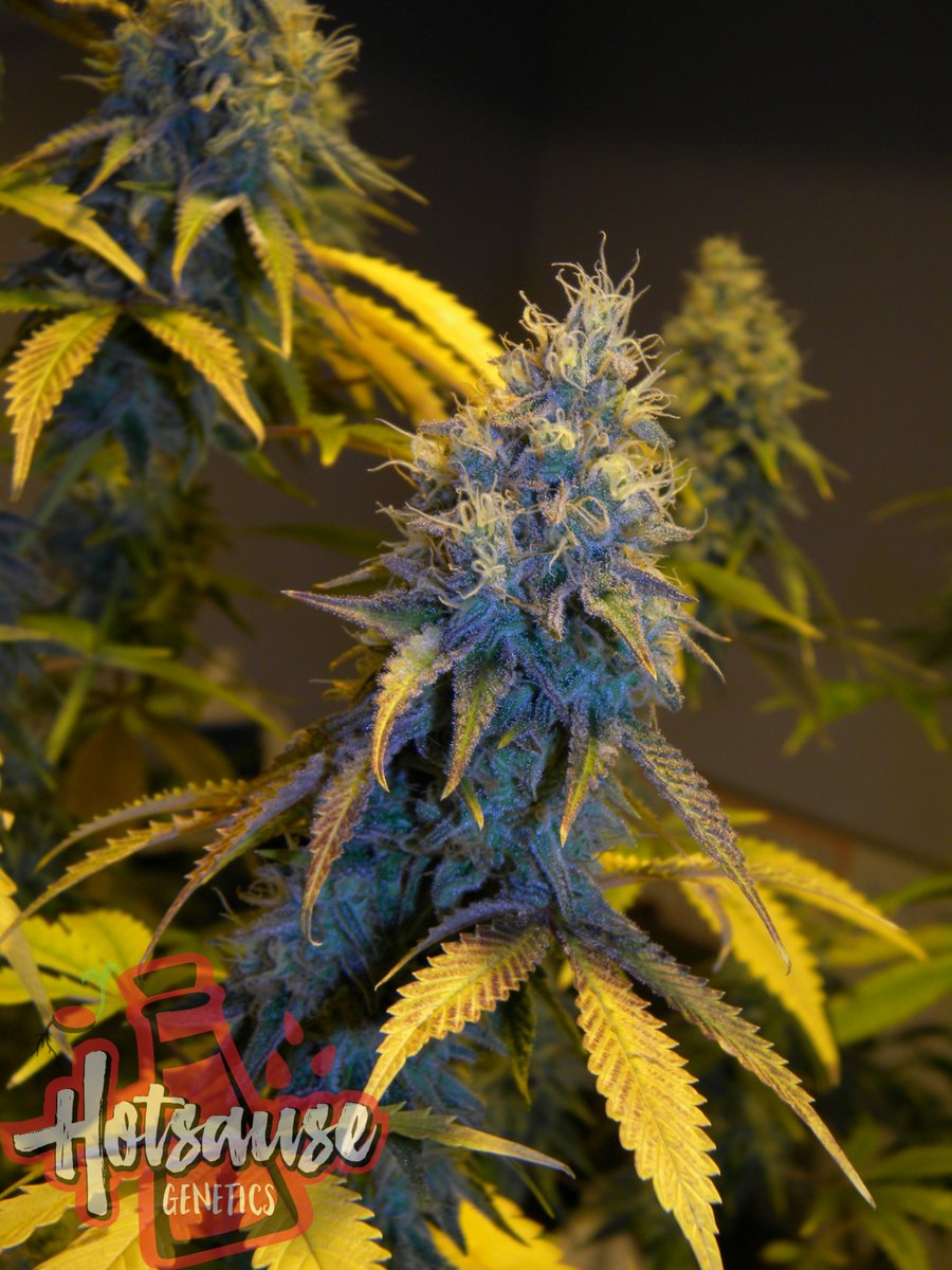 Hotsause420's tweet photo. Space Cream(Cherry Tootsie Roll Pheno) My personal Favorite #SpaceCream #Hotsausegenetics @chongschoice #nativeroots https://t.co/YNvtxpK9rS
