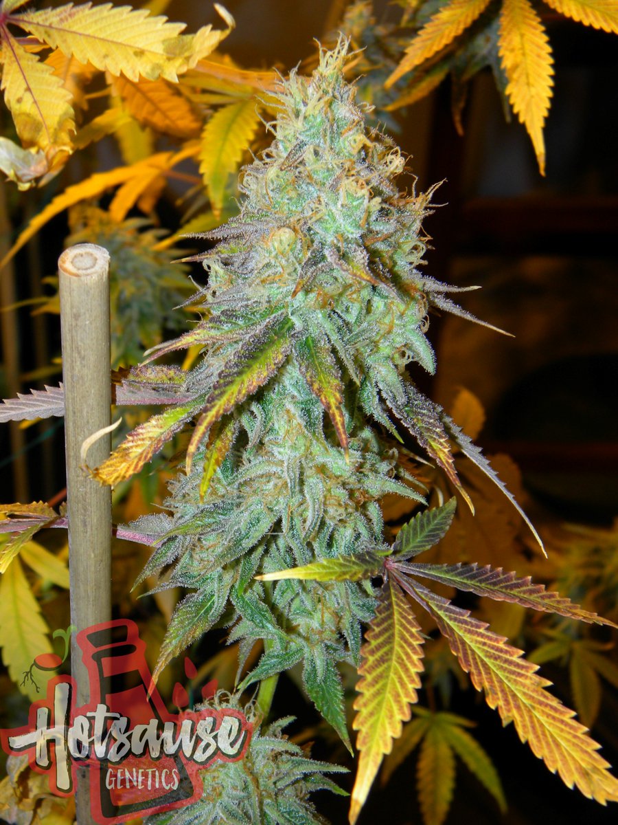 Hotsause420's tweet photo. Space Cream(Cherry Tootsie Roll Pheno) My personal Favorite #SpaceCream #Hotsausegenetics @chongschoice #nativeroots https://t.co/YNvtxpK9rS