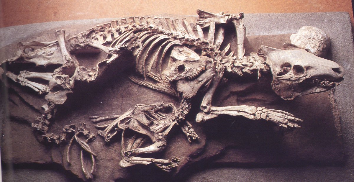 BadlandsNPS's tweet photo. The herd that lives together tends to #fossilize together. As seen with these oreodonts. #ParkScience https://t.co/kshHII4KJN