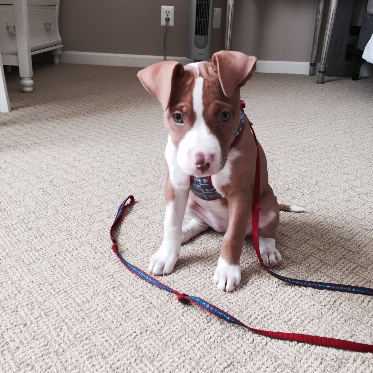 I'm in love with this puppy