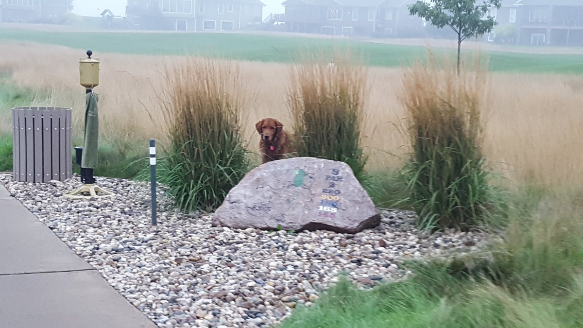 Ridgeturf's tweet photo. Tori spying on me on this damp, foggy Saturday morning.. #noslackingoff with Tori around... @DogsOfTurf https://t.co/6CiAetXUqb