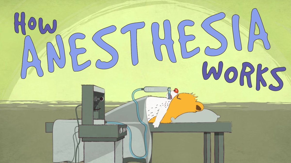 TED_ED's tweet photo. You can’t move, form memories, or (hopefully) feel pain, but how? The science of anesthesia: https://t.co/mNRREt123N https://t.co/E7gtF47U9c