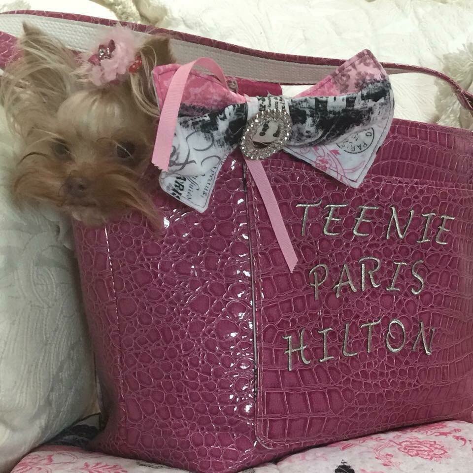 CharmOneDesigns's tweet image. Happy belated national dog day 💗