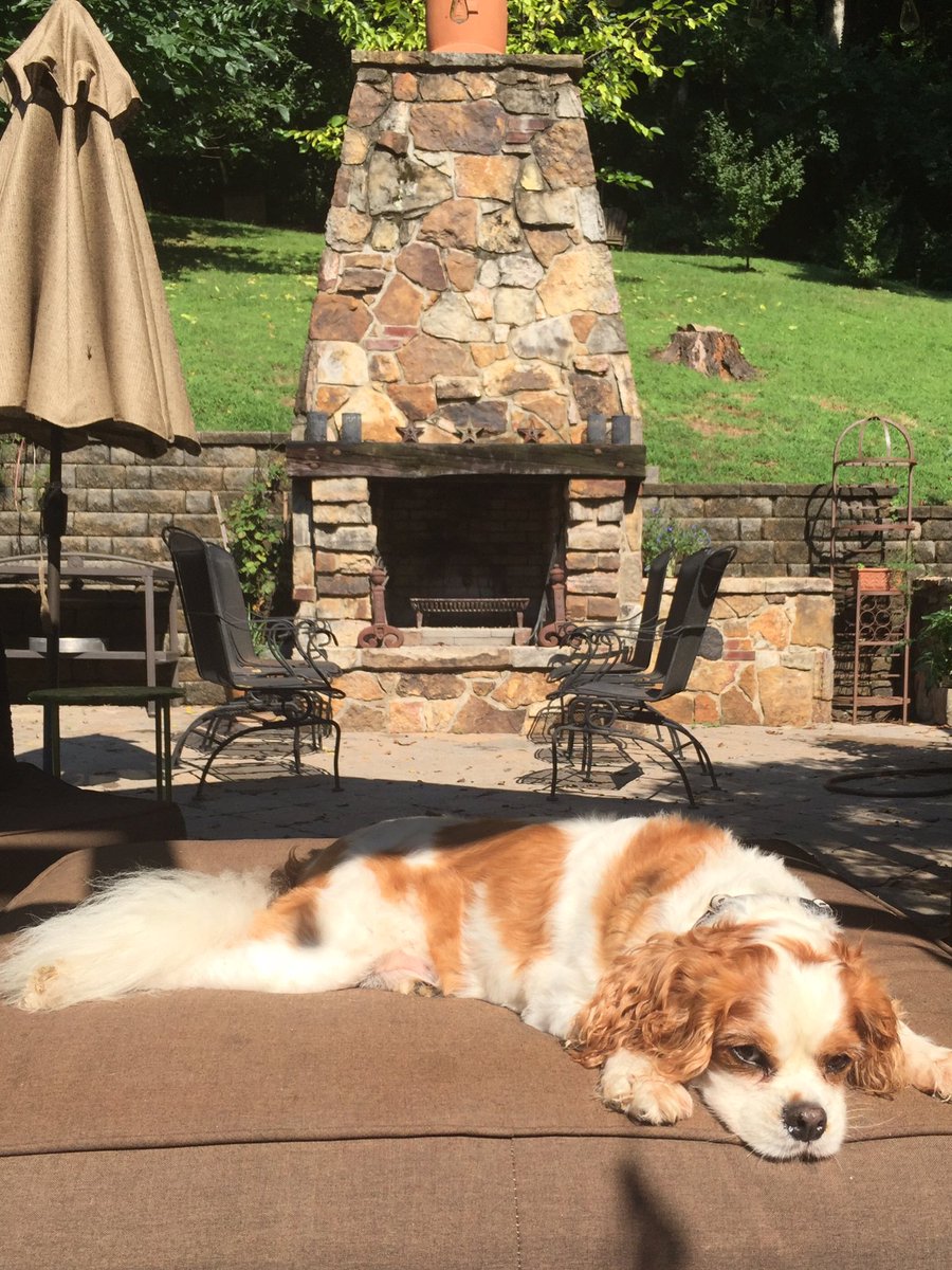 BentleytheWD's tweet photo. I'm giving @thekellyford the #silenttreatment cuz she failed to post about me yesterday on #NationalDogDay.  #hrmmph https://t.co/br5nkR54B6