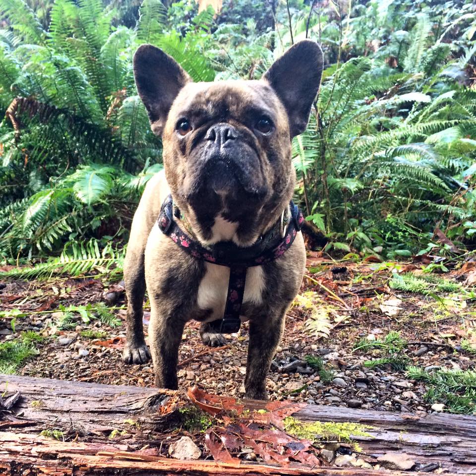 pipeadvisor's tweet image. Lucy knows everything goes better with a little Bacon! #cbceyeopener; #NationalDogDay