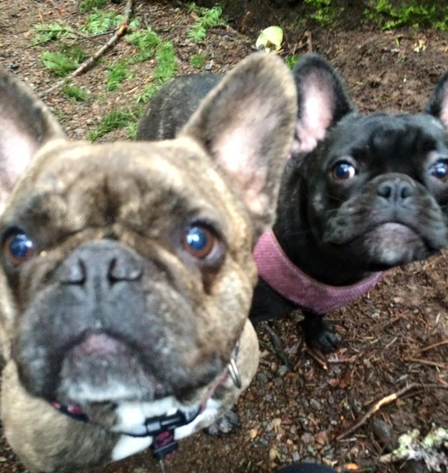 pipeadvisor's tweet image. Lucy knows everything goes better with a little Bacon! #cbceyeopener; #NationalDogDay