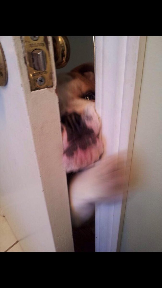 MightyThor617's tweet photo. Mom.Mommy. Mum. Mother. Mami. Ma. Do you need help in there?! I'm coming in! #BathroomHelper #ThorToTheRescue https://t.co/GiJUwf8QXK