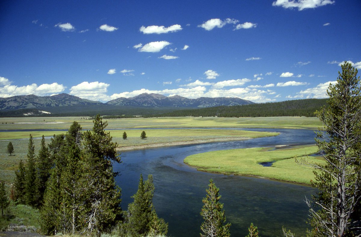 wildlifeaction's tweet photo. Climate change threatens #YellowstoneRiver. #Wildlife #FishDieOff #ActOnClimate https://t.co/RQlz9yyNmW https://t.co/klEDOam7xM