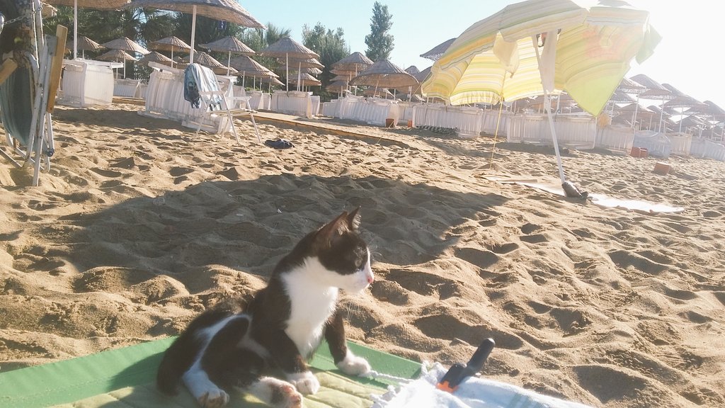 Fetocu kedi
