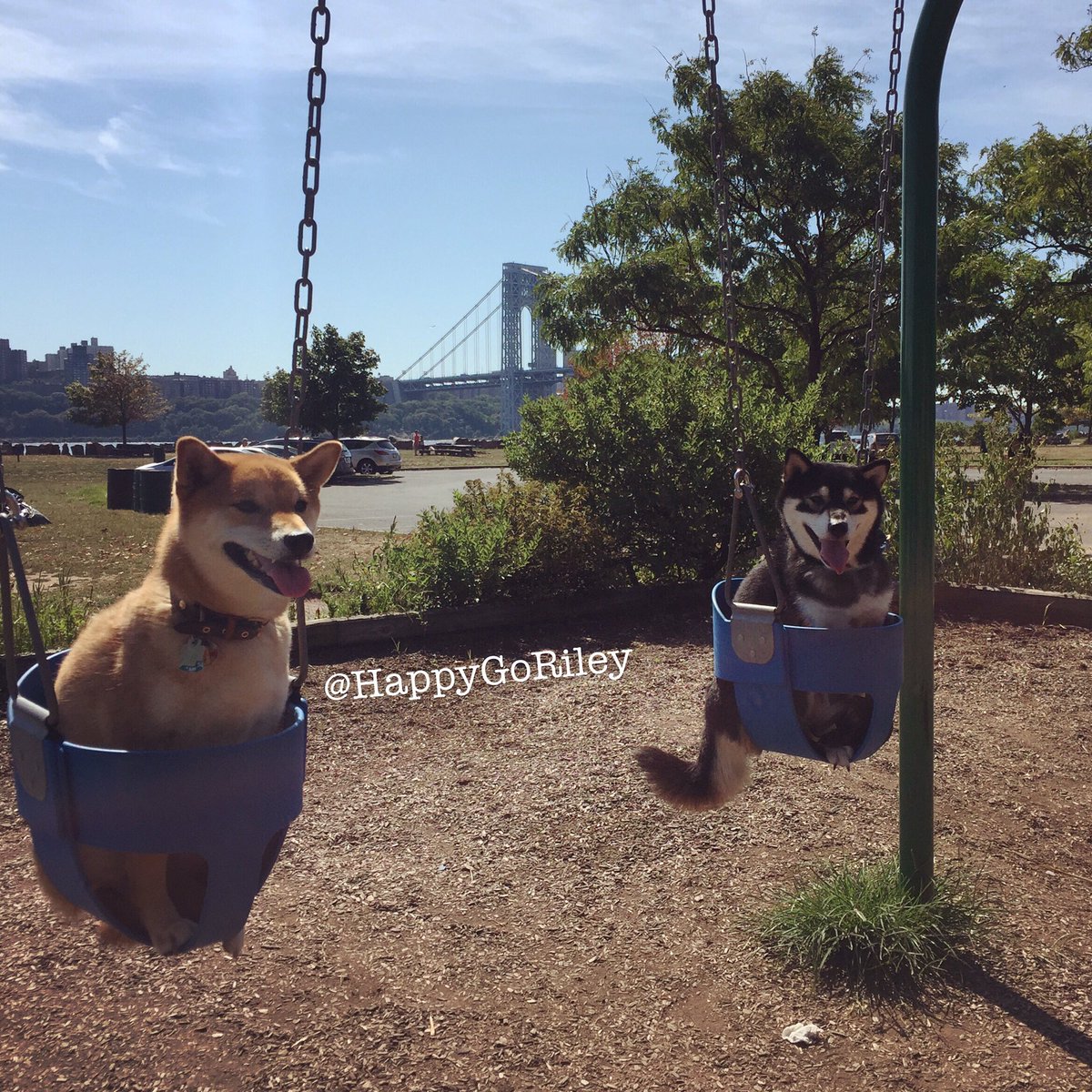 Shiba Swingset!!🐾🤗👫 - HappyGoRiley #playdate #dogsofnyc #bffgoals #dogsoftwitter #doge